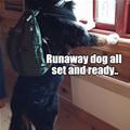 funny dog 5