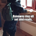 Runaway Dog Is Ready