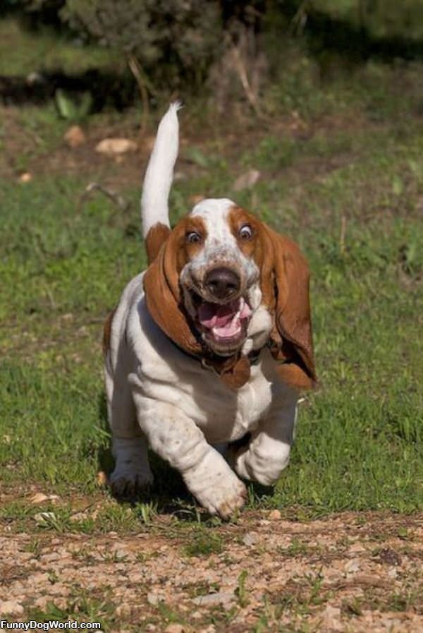 Running Basset