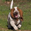 Running Basset