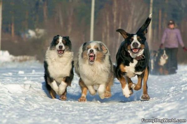 Running Dogs