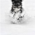 funny dog 3