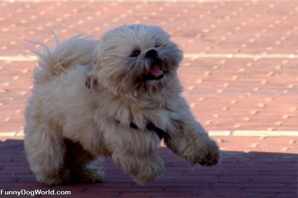 Running Funny Doggy