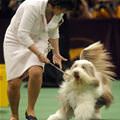 funny dog 3