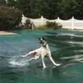 funny dog 4