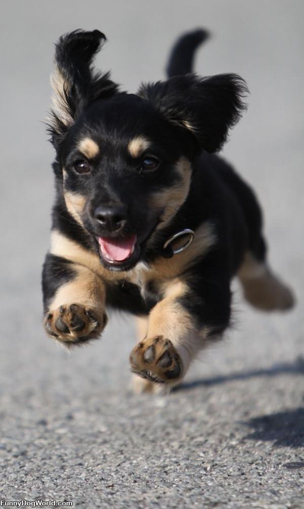 Running Puppy