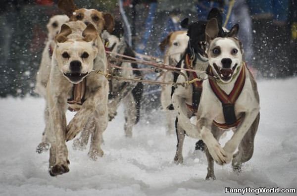 Running Sled