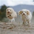 Running So Fast