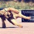 Running Weird