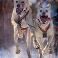Running Wild And Crazy