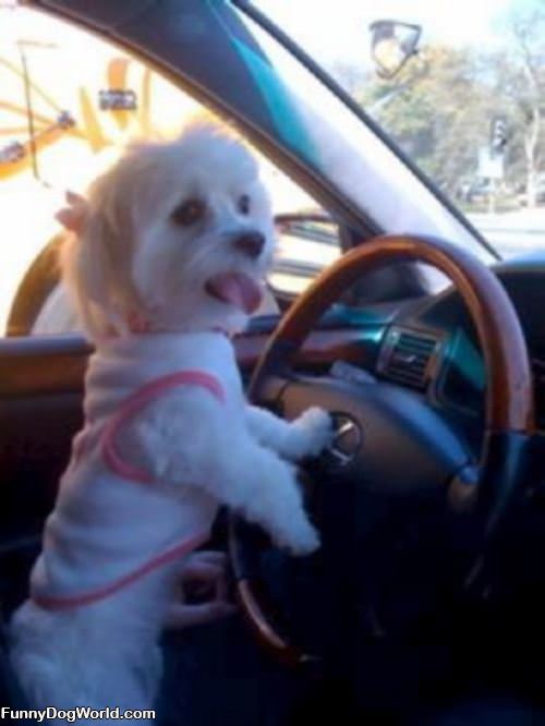 Sabrina Driving