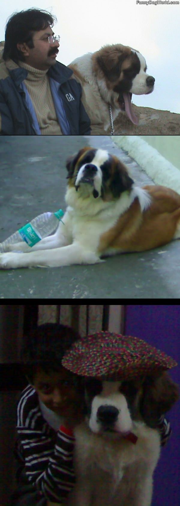 Saint-bernard Saint-bernard