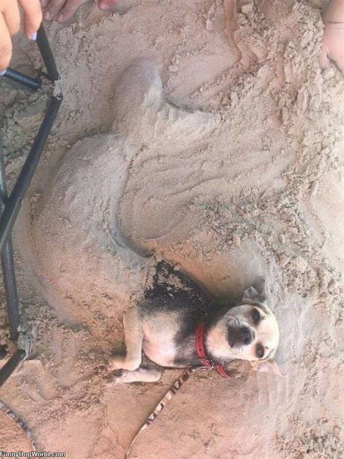 Sand Dog