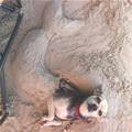 funny dog 2