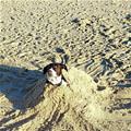 Sandy