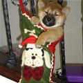 funny dog 4