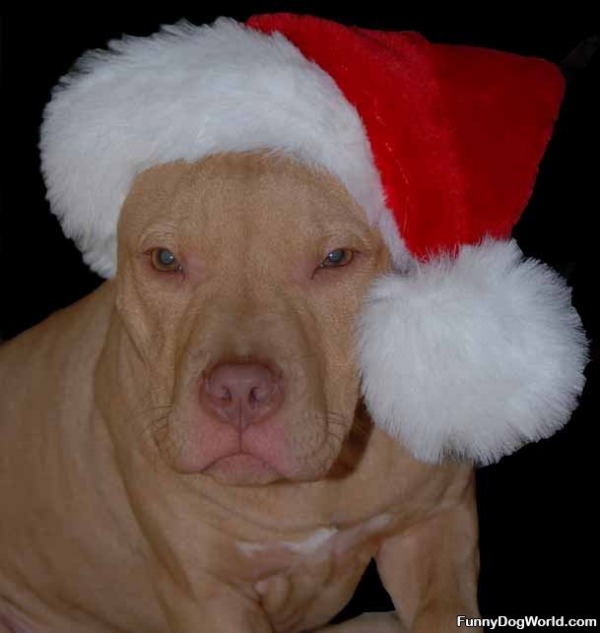 Santa Dog