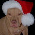 funny dog 4