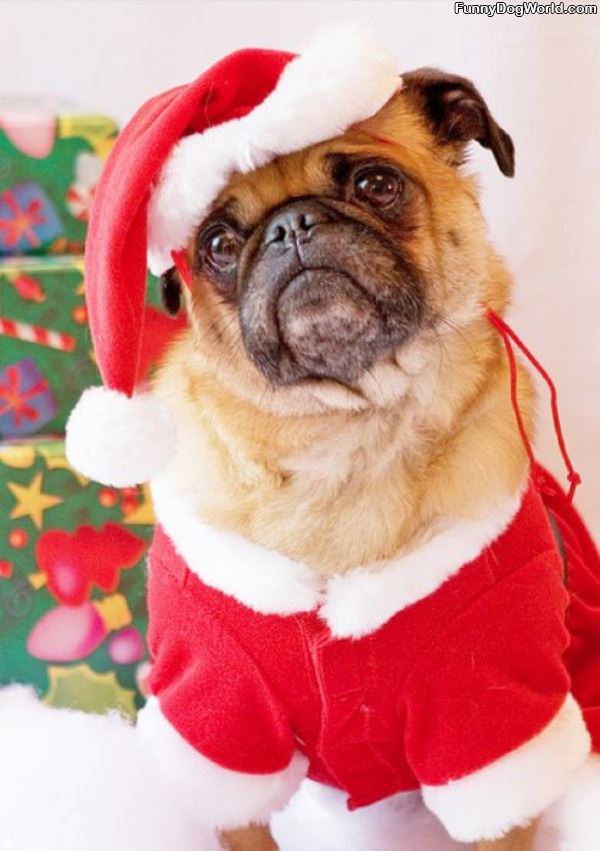 Santa Pug