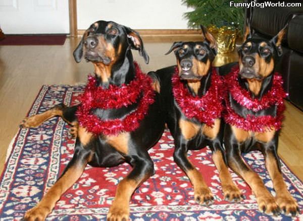 Santas Dogs