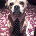 funny dog 1