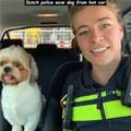 Saved The Dog