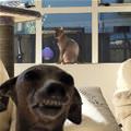 funny dog 5