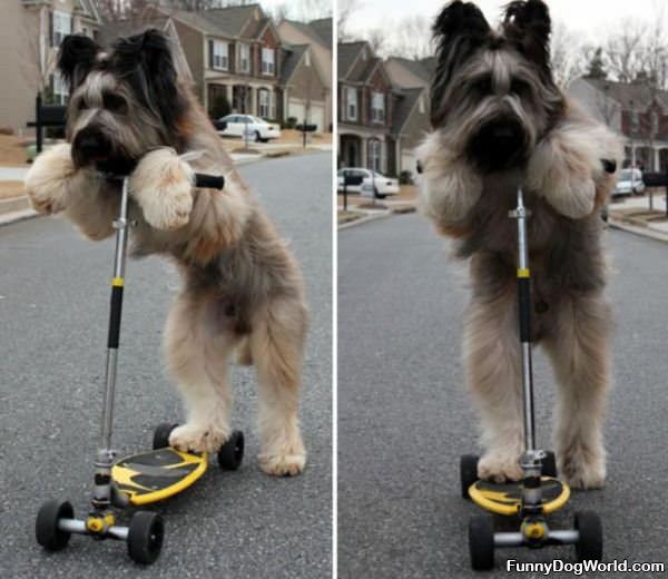 Scooter Dog