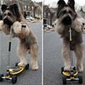 Scooter Dog