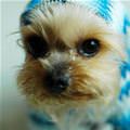 funny dog 1