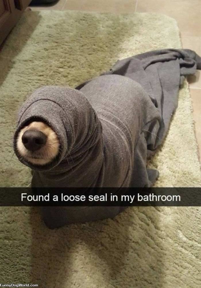 Seal