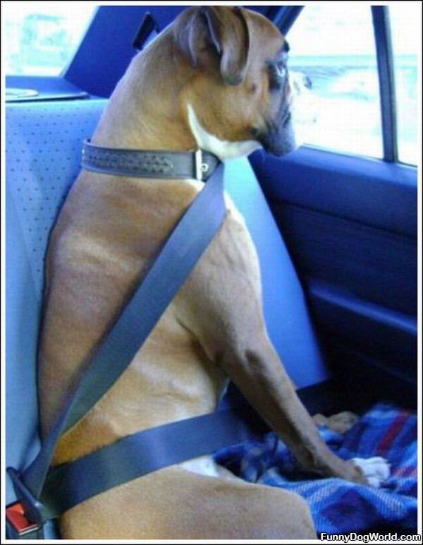 Seatbelt On