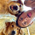 Selfie Faces