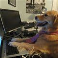 Serious Business Dog