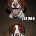 funny dog 1