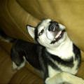 funny dog 1