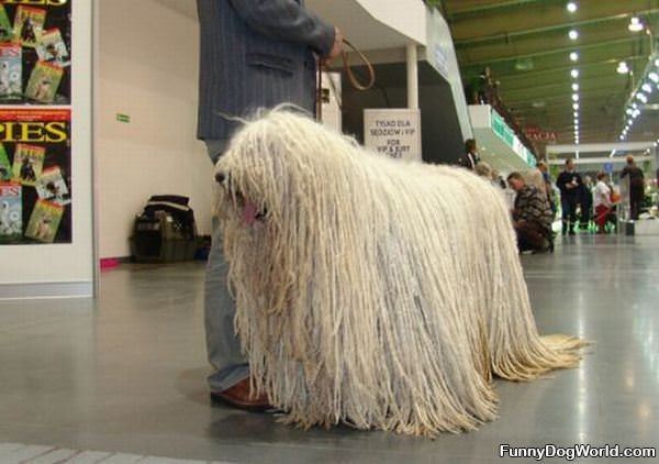 Shaggy Dog