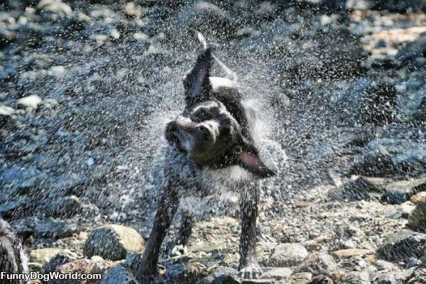 Shake It Off Dog