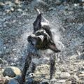 funny dog 5