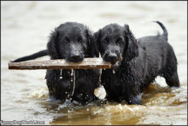 Sharing A Fetch