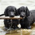 Sharing A Fetch