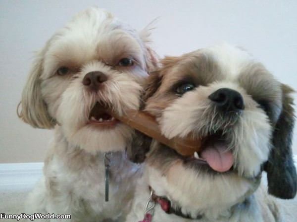 Sharing Our Bone