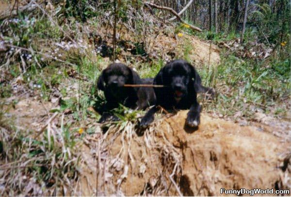 Sharing Our Stick