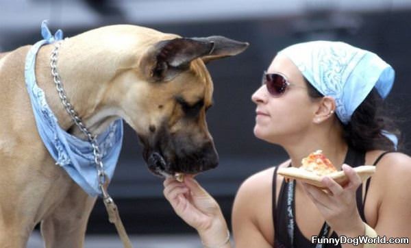 Sharing Pizza