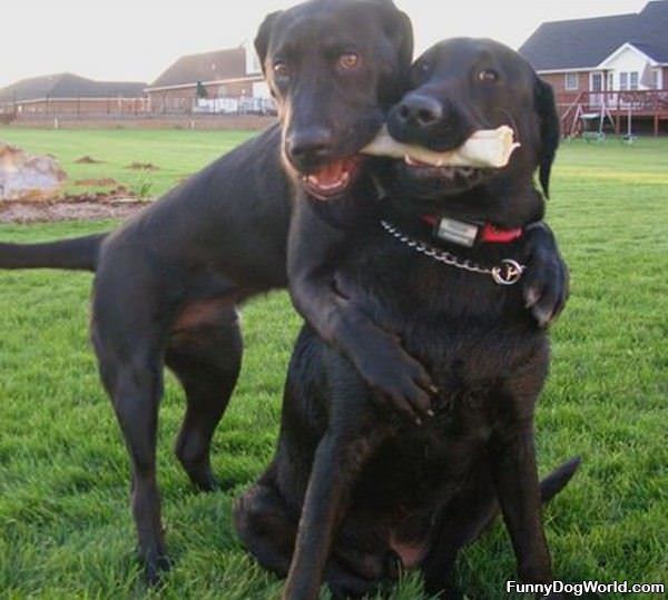 Sharing The Bone