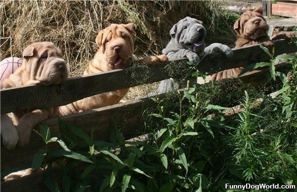 Sharing The Fence