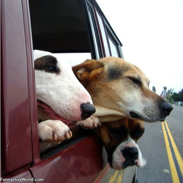 Sharing The Window