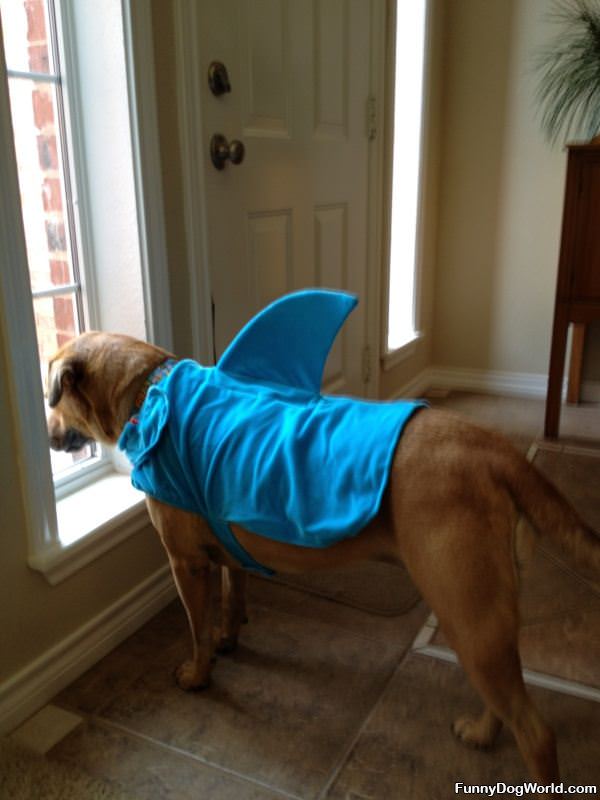 Shark Dog