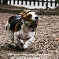 funny dog 1
