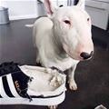 Shoes Are Delicious